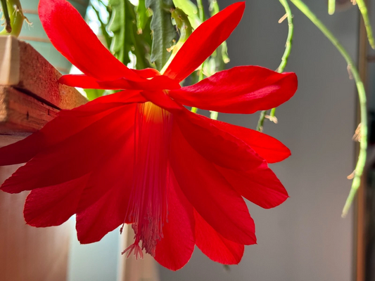 Epiphyllum Orchid Cactus Cuttings Red Flower Type, 6 PCS 6–8 Inch Long Unrooted Cactus Cuttings for Planting