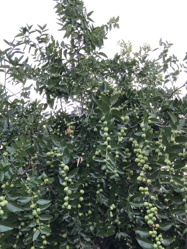 Lang Jujube Tree Cuttings for Planting – 5 Unrooted Ziziphus jujuba Chinese Red Date Cuttings