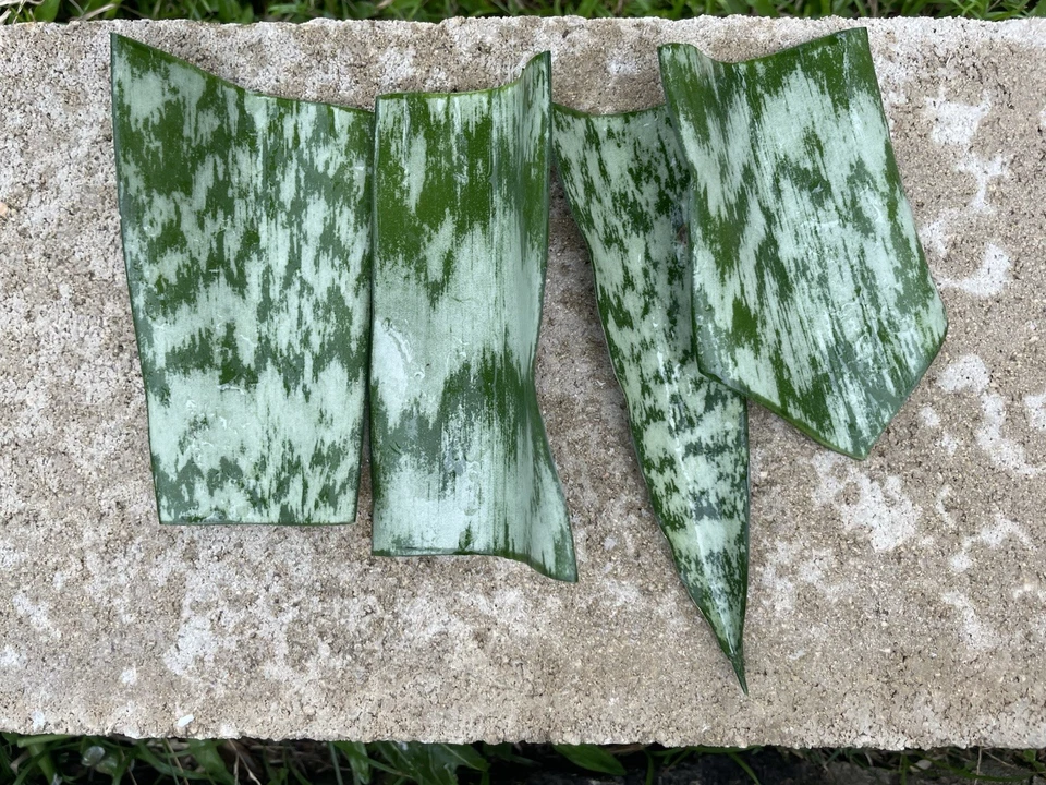Snake Plant Leaf Cuttings – 10 Sansevieria Hawaii Leaves, Unrooted Cuttings for DIY Propagation, Easy Indoor Houseplant Starter Pieces