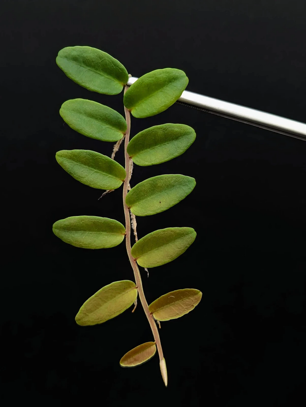 Marcgravia aff. coriacea – 10-Leaf Cutting – Shingling Terrarium Vine Cutting for Vivariums & Moss Walls