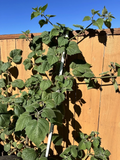Golden Berry Fruit Plant Cuttings – 6 Fresh Physalis peruviana Cuttings, 4 Inch Starts for Rooting & Propagation