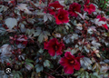 Mahogany Splendor Hibiscus – Red Leaf Hardy Hibiscus, Live Small Rooted Starter Plant, Hibiscus acetosella Ornamental Variety