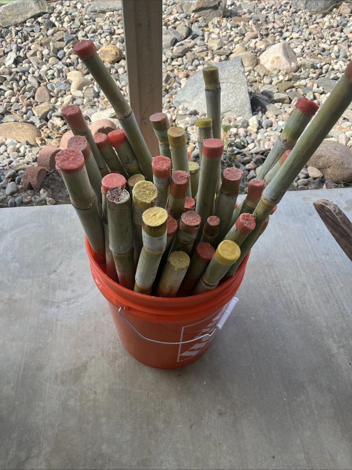 Tropical Sugarcane Cuttings 3pk | Fresh Live Planting Stalks | Saccharum officinarum Starter Canes | Easy to Grow