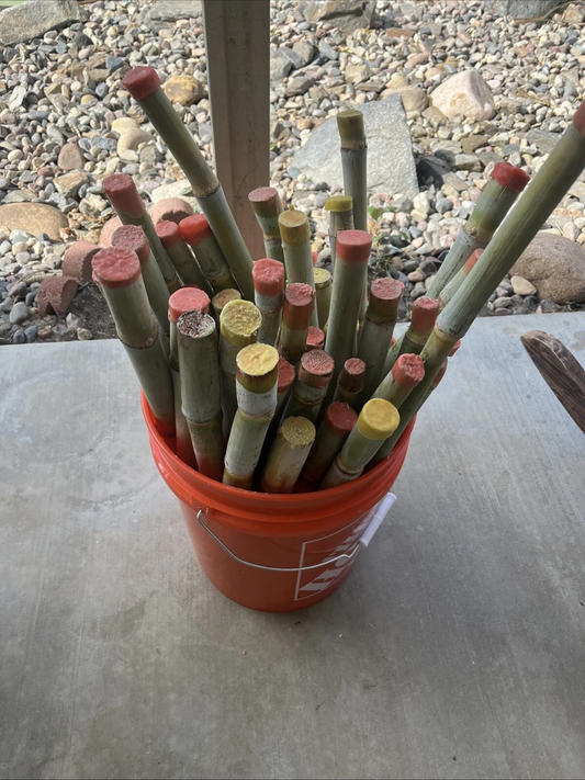 Tropical Sugarcane Cuttings 3pk | Fresh Live Planting Stalks | Saccharum officinarum Starter Canes | Easy to Grow