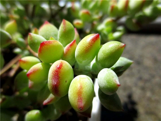 Cotyledon Pendens Succulent Cuttings – 3 Fresh Live Trailing Plants for Indoor Garden Decor