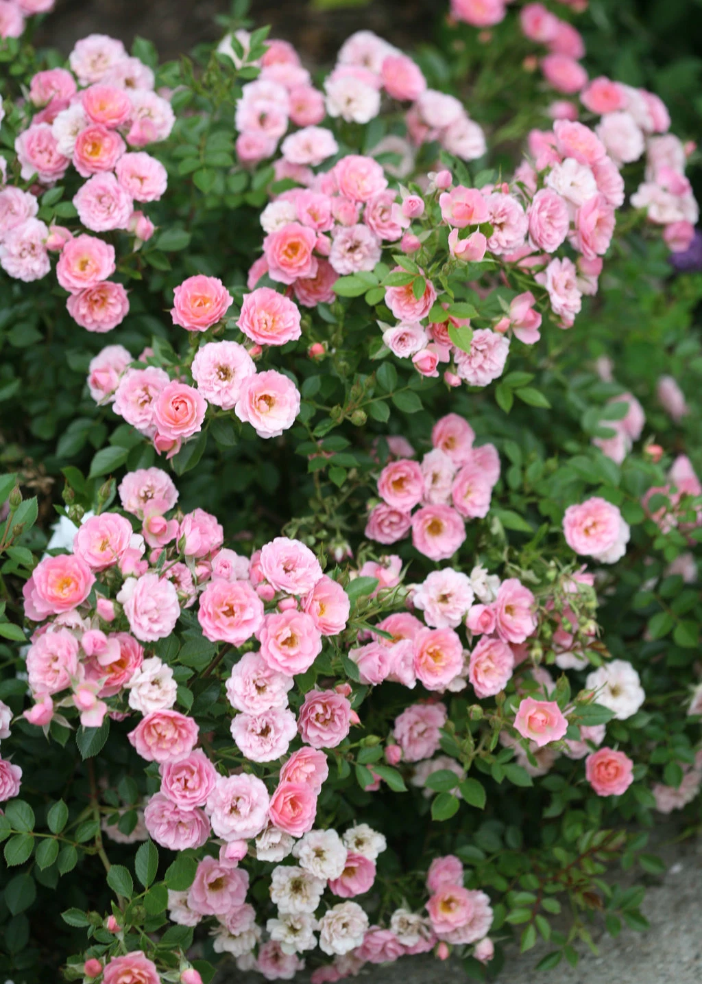 Pink Miniature Rose Cuttings – 3 Live Organic USA-Grown Stems, Hardy Flowering Starter for Garden Pots & Outdoor Landscaping
