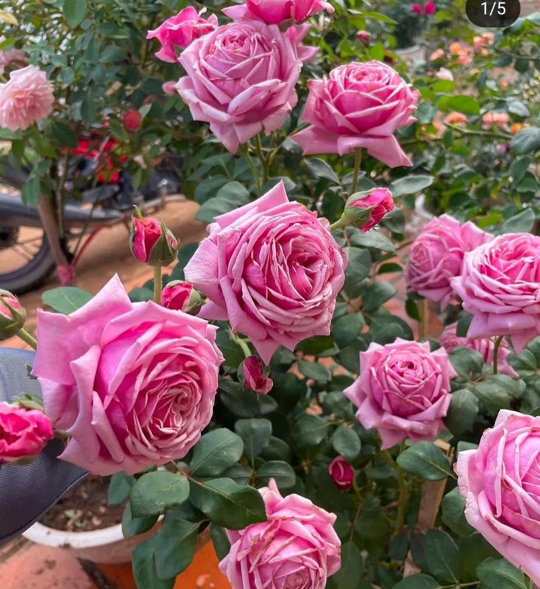 Pink Rose Unrooted Cuttings – 3 Fresh Rose Cuttings 5–8 Inch Long, Flowering Shrub for Propagation
