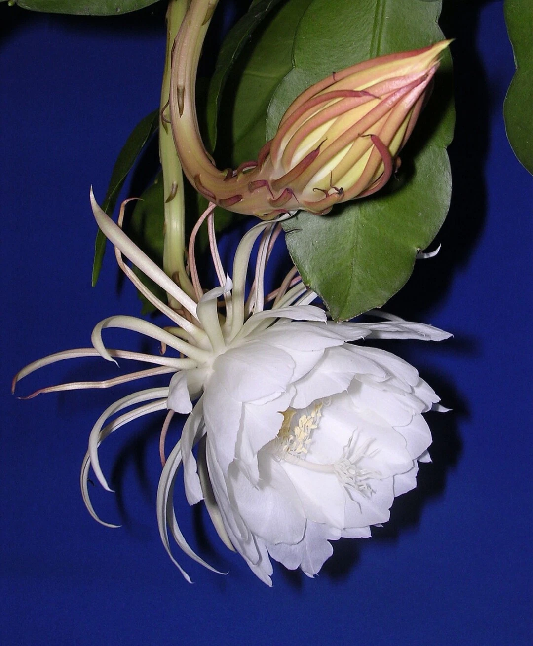 Queen of the Night Cutting – Epiphyllum Oxypetalum 4–6 Inch Live Night Blooming Cactus Cutting for Planting