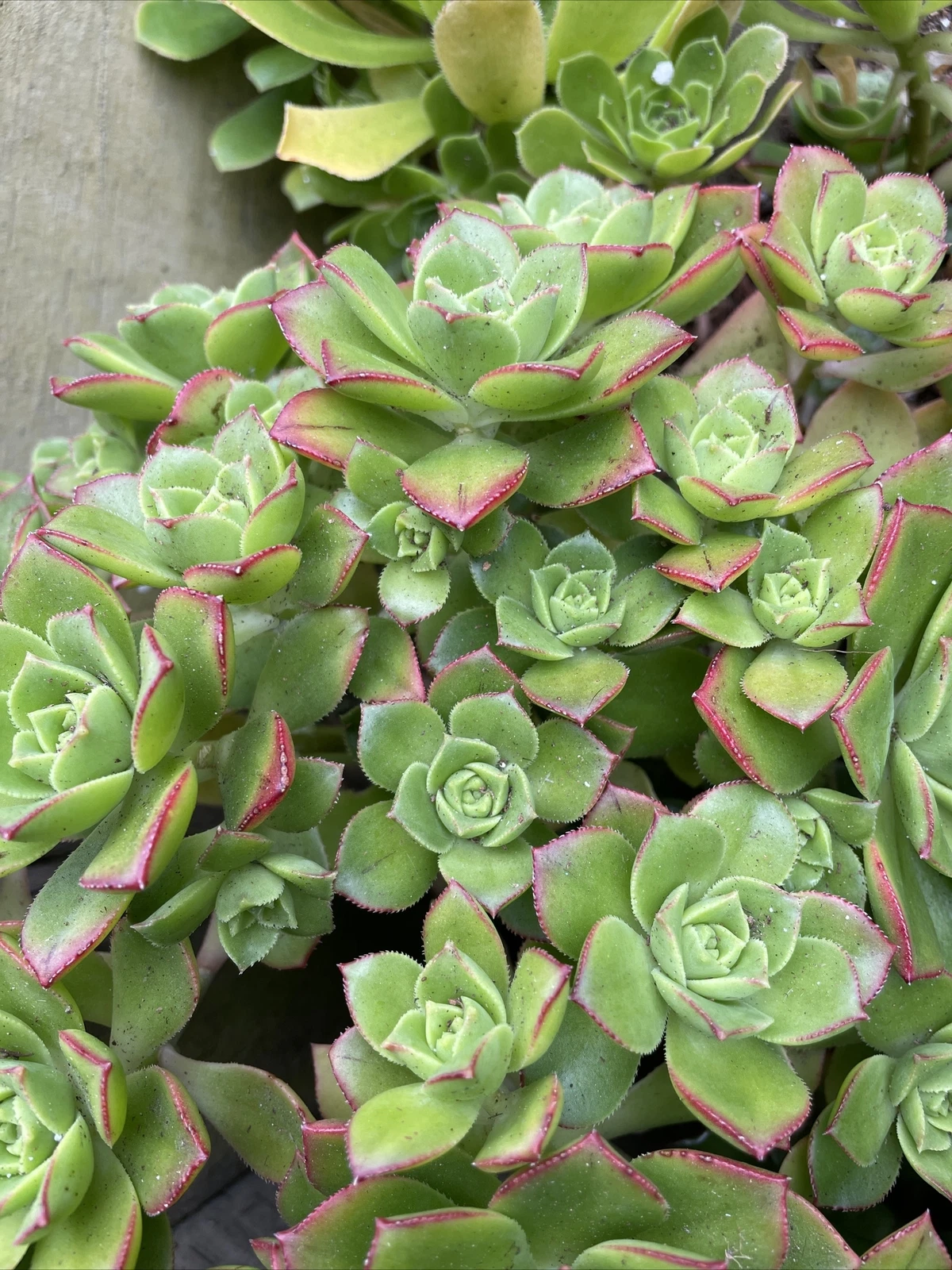 Aeonium Pinwheel Succulent Cuttings – 5 Unrooted Aeonium arboreum Cuttings 3 Inch Rosettes for Propagation