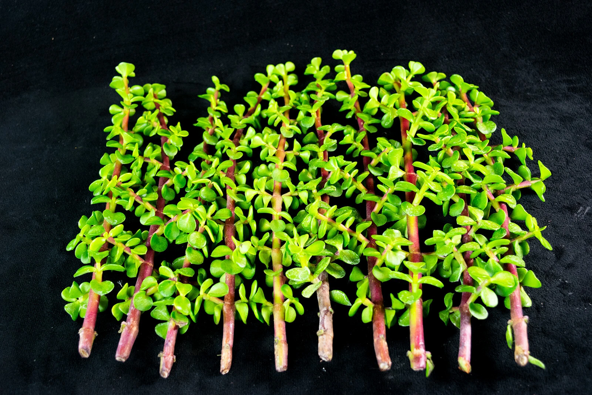 Portulacaria Afra Elephant Bush Succulent Cuttings Set of 30, Live Drought Tolerant Plant Cuttings for Propagation