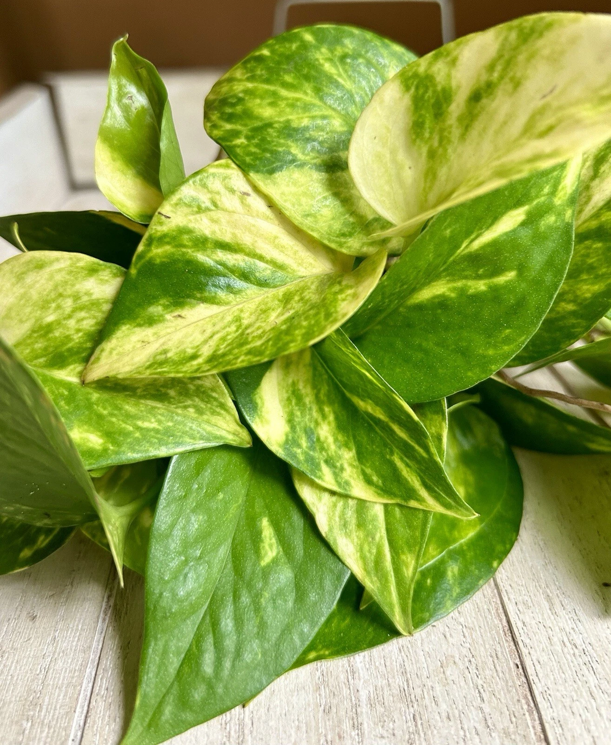 Pothos Rooted Cuttings – 10 Live Epipremnum Aureum Plants Ready to Plant, Indoor Houseplant Starters