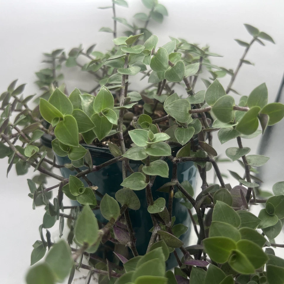 Turtle Vine Cuttings – 7 Live Unrooted Callisia Repens Stems, Creeping Inch Plant for Indoor Houseplant Propagation