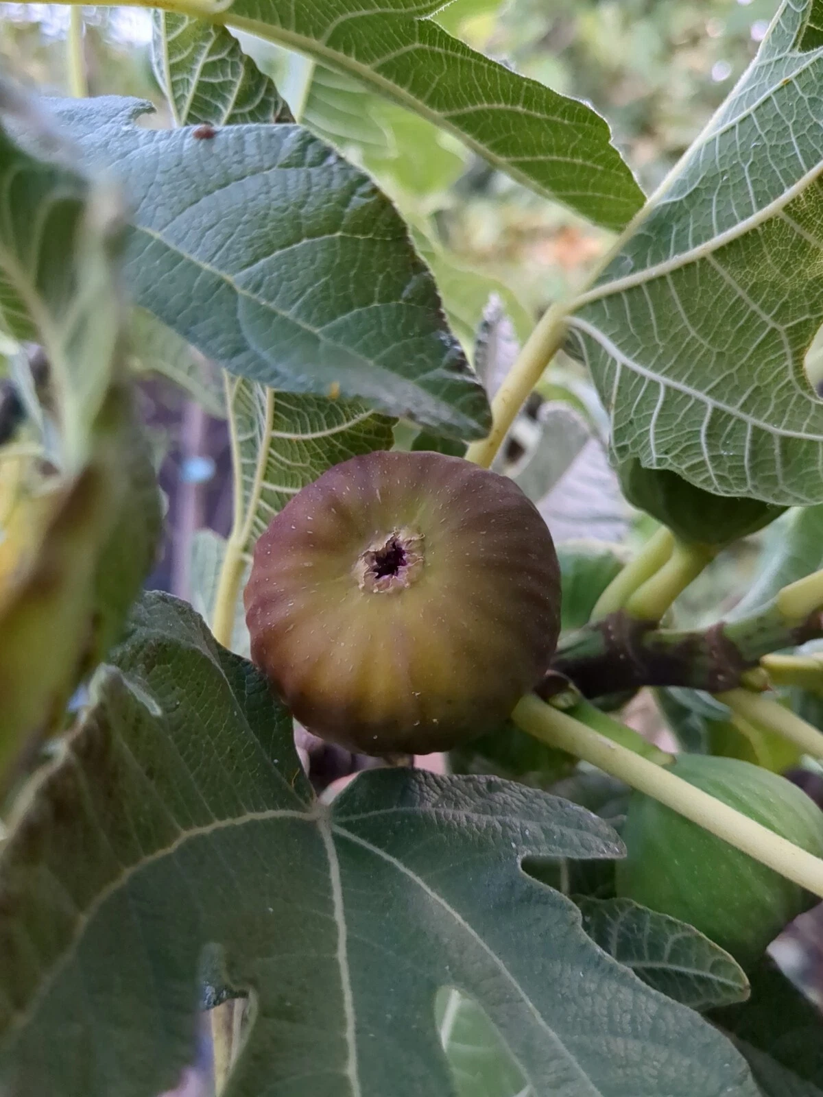 Olympian Fig Tree Cuttings – 10 Live Ficus Carica Cuttings for Grafting or Rooting and Garden Planting
