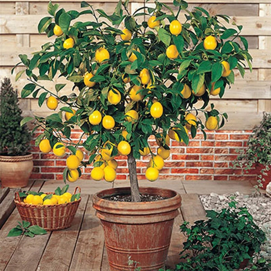 Meyer Lemon Tree Live Plant – Citrus meyeri Starter Tree 9–14 Inch Tall, Potted Citrus for Home Growing