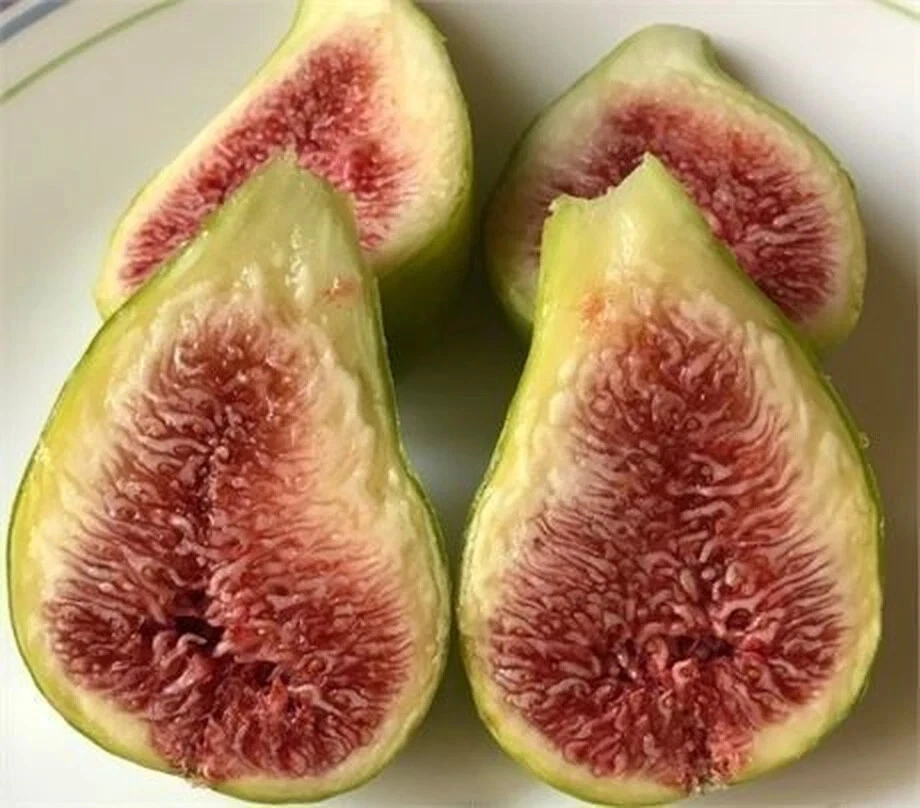 Dalmatie Fig Tree Cutting Unrooted, Ficus carica Scion 8 Inch Plus with 3 Nodes for Propagation