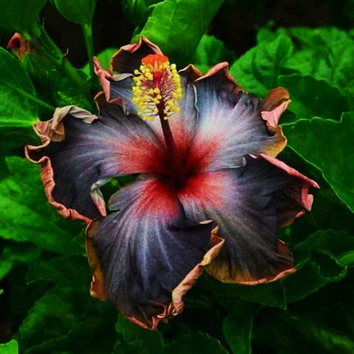 Hibiscus Moscheutos Cuttings – 7 Live Rose Mallow Hardy Hibiscus Starter Cuttings, Malvaceae Plant