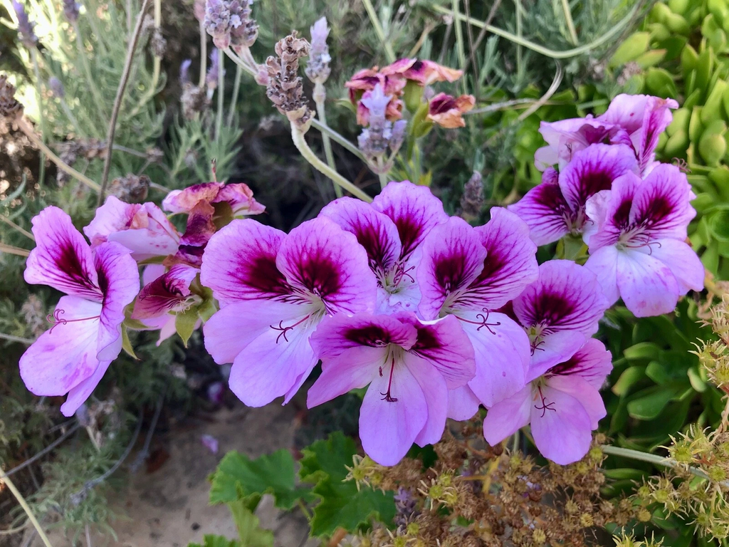 Lavender Purple Regal Geranium Cutting – 6 Inch Live Pelargonium Fancy Variety, Flowering Plant Cutting for Propagation