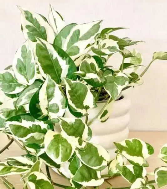 N’Joy Pothos Cuttings Unrooted, Epipremnum aureum Variegated Indoor Plant Cuttings for Propagation Set of 3