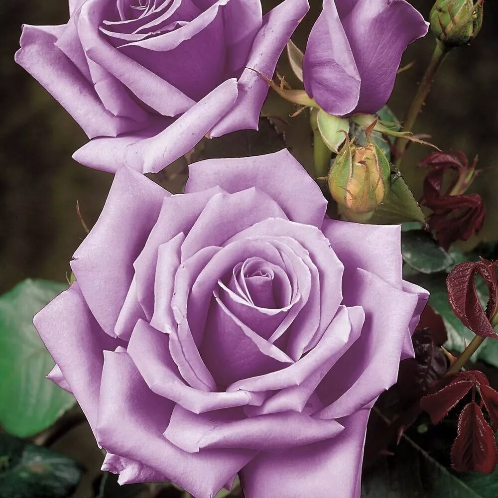 Blue Girl Rose Cuttings – 3 Unrooted 6 Inch Live Rosa Hybrid Cuttings, Flowering Shrub for Planting