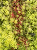 Sedum Angelina Succulent Cuttings – 9 Live Bare Root Stonecrop Cuttings for Garden or Container Planting