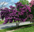 Milk Crape Myrtle Cuttings – 7 Crepe Myrtle Unrooted Cuttings for Rooting, Ornamental Flowering Tree Starts