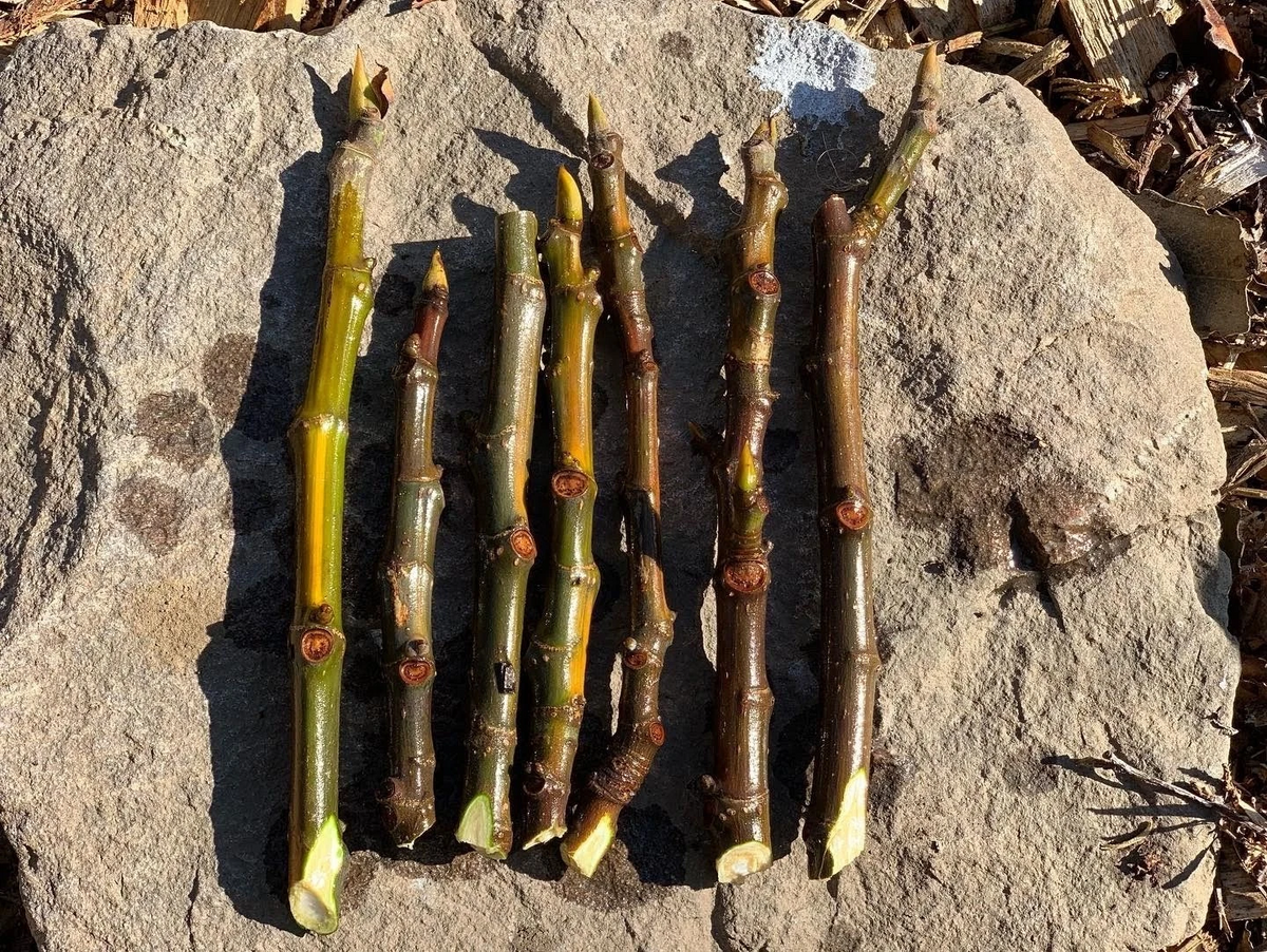 Fig Tree Cuttings – 3 Live Ficus Carica Cuttings for Planting, Fruit Tree Propagation, Garden or Home Orchard
