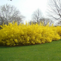 Forsythia Cuttings – 10 Live Unrooted Forsythia Stems, 5 to 8 Inch Flowering Shrub Cuttings for Propagation