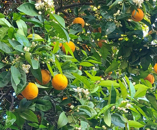 California Navel Orange Cuttings – 5 Unrooted Citrus Sinensis Washington Navel Branch Cuttings for Propagation