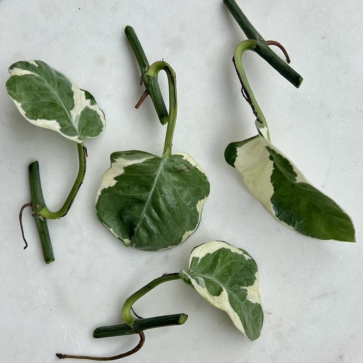 Pothos Pearls and Jade Cuttings Variegated Indoor Houseplant, Devil’s Ivy Plant Cuttings for Propagation Set of 5