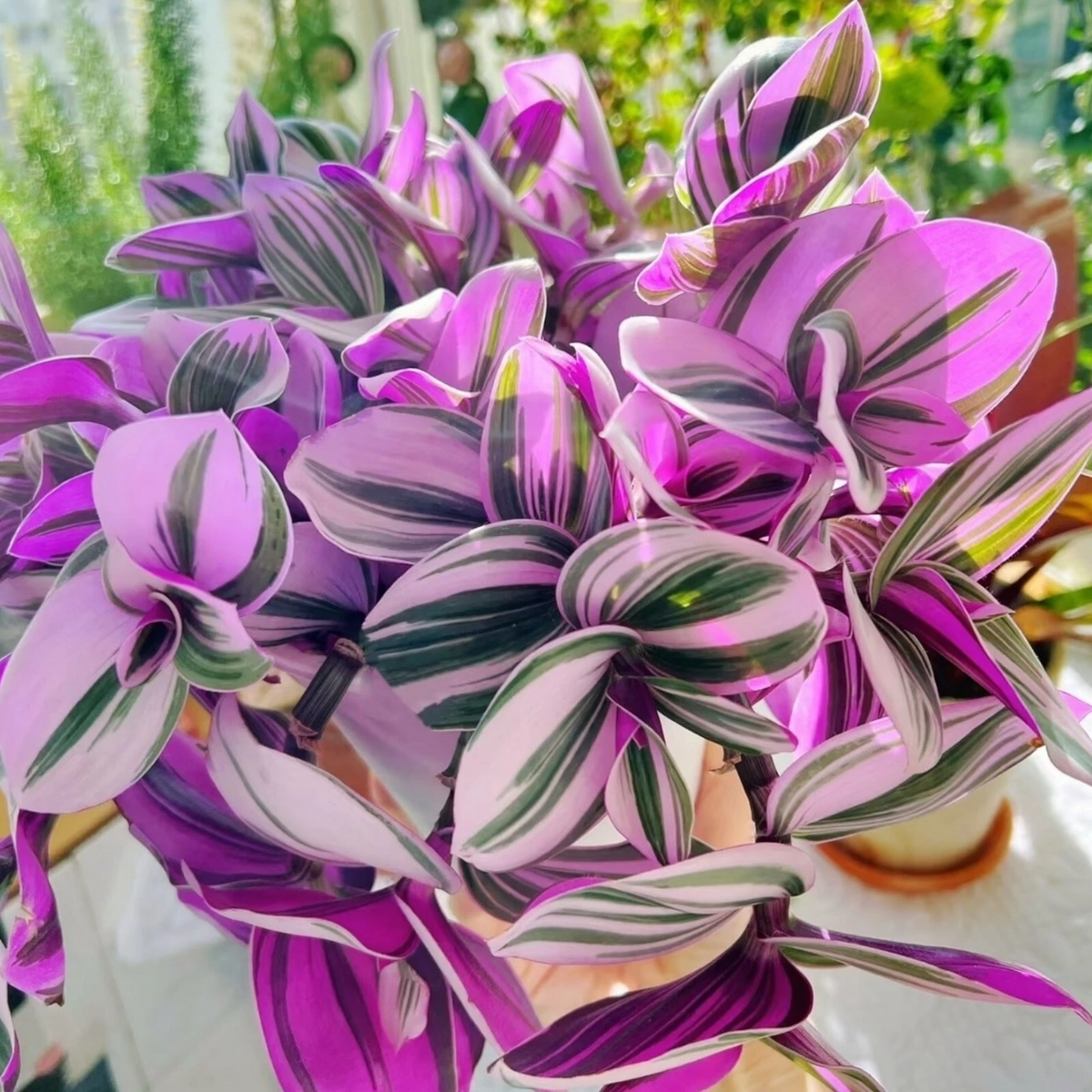 Tradescantia Nanouk Pink Houseplant Cuttings 3–4 Inch Unrooted Stem Cuttings for Propagation Set of 3