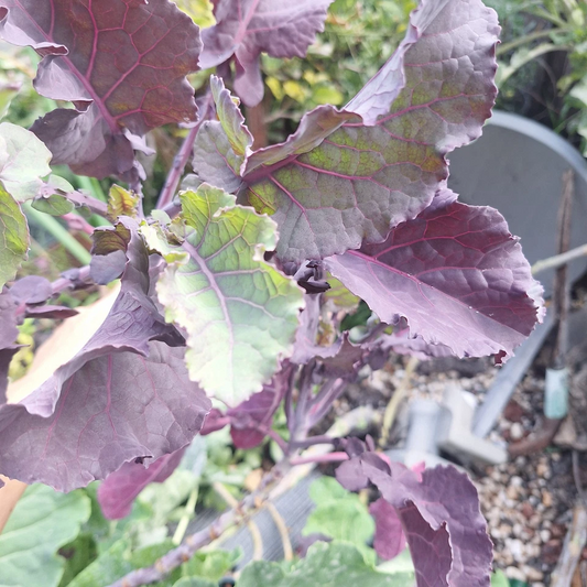 Perennial Purple Tree Kale Cuttings – 2 Live Rooted Cuttings, Hardy Leafy Green Brassica for Garden Growing