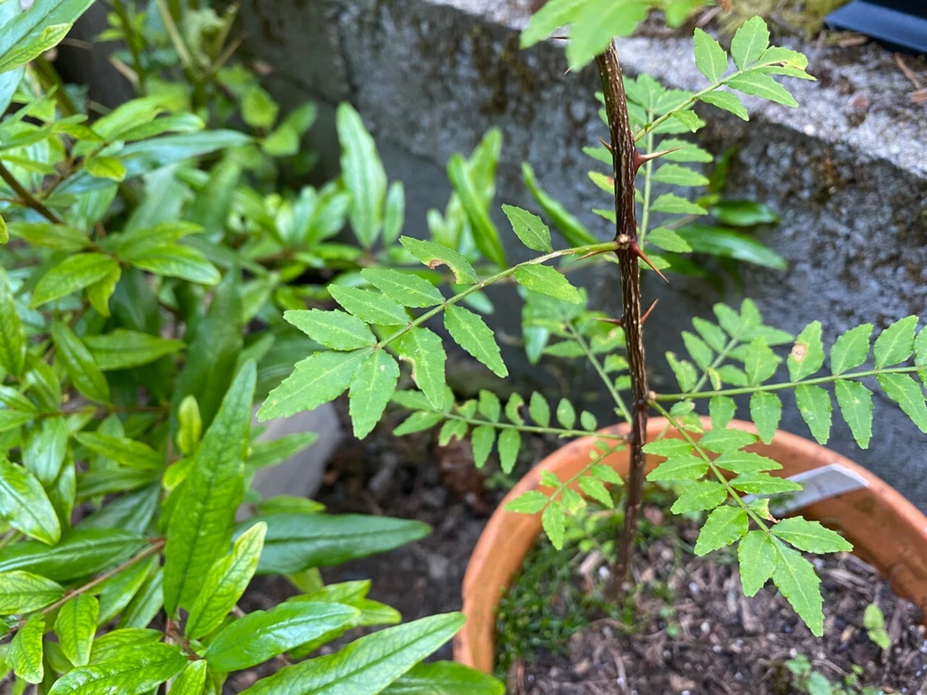 Sansho Japanese Pepper Tree Cuttings Zanthoxylum piperitum 4 Fresh Unrooted Branches for Propagation