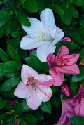Tama no Hada Azalea Starter Plant – Deciduous Rhododendron Live Plant with Mixed Flower Colors