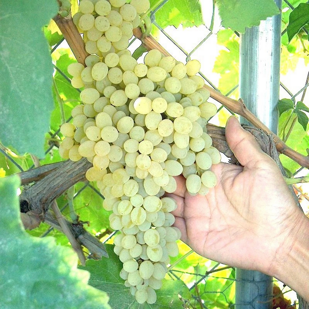 Thompson Seedless Grape Vine Cuttings – 4 Unrooted Vitis Vinifera Cuttings for Green Table Grapes and Raisins