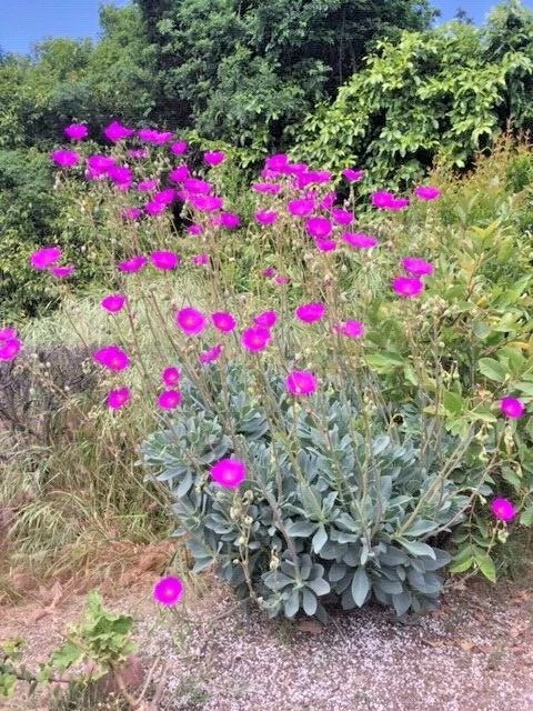 Rock Purslane Cuttings Calandrinia Spectabilis, Magenta Purple Flowering Succulent Plant Stems for Propagation Set of 6