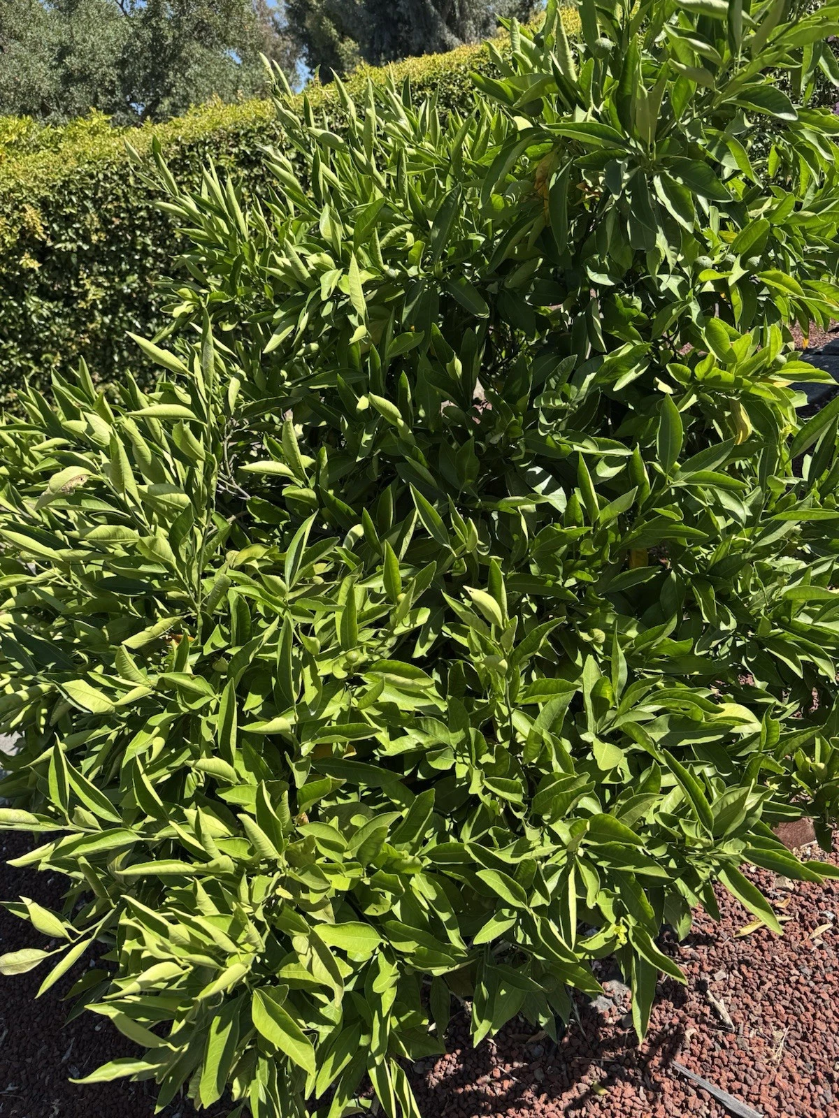 Owari Satsuma Mandarin Cuttings – 6 Unrooted Citrus Unshiu Cuttings, Cold-Tolerant Satsuma Orange Tree for Propagation