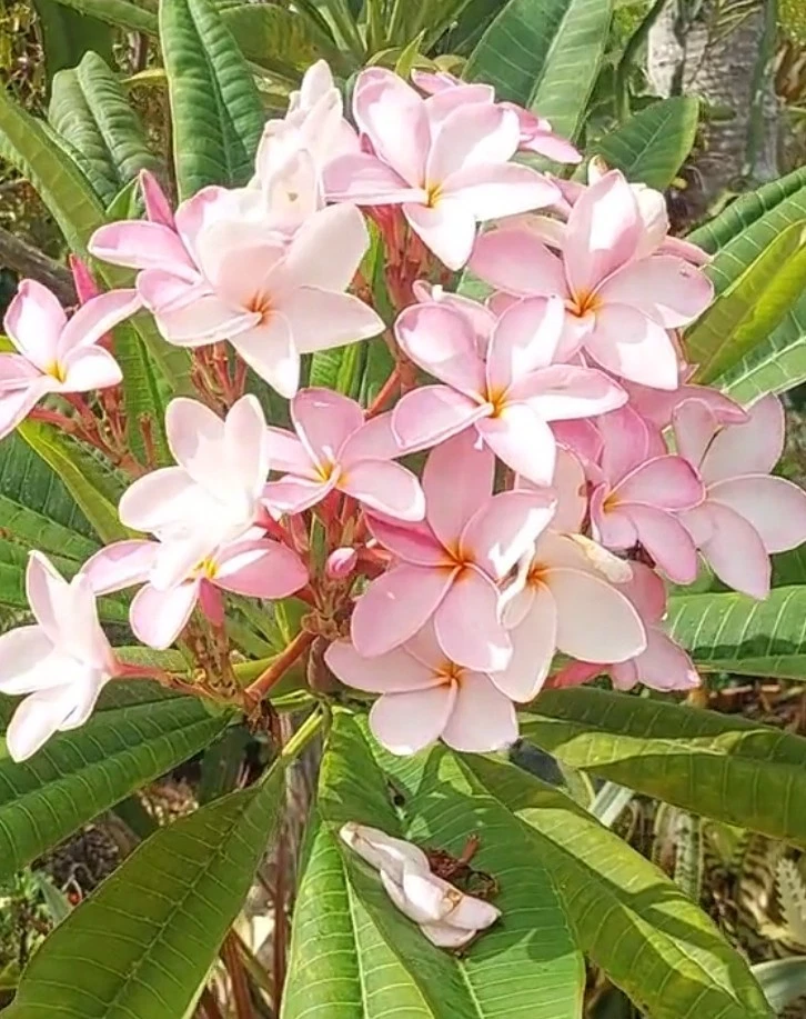 Pastel Pink Plumeria Cutting – 10 Inch Live Frangipani Cutting, Tropical Flowering Plant for Planting