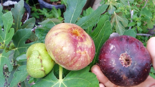 Black Jack Fig Tree Cuttings Live, 3 Unrooted Semi Dwarf Fig Cuttings for Propagation