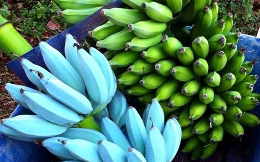 Ice Cream Blue Java Banana Live Plant – Well Rooted Starter Musa Banana Tree for Tropical Gardens