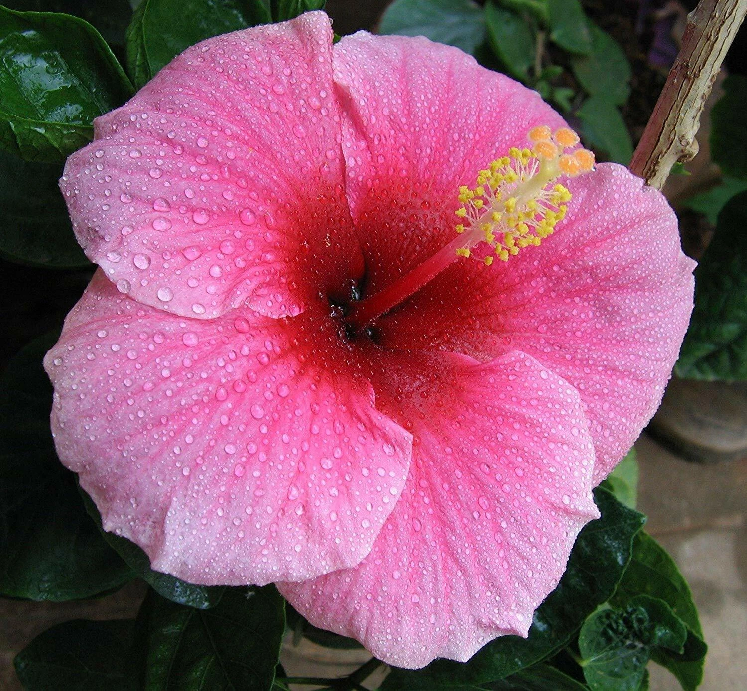 Hawaiian Pink Hibiscus Cutting – 1 Live Hibiscus Rosa-Sinensis Cutting 2–4 Inches Long for Planting