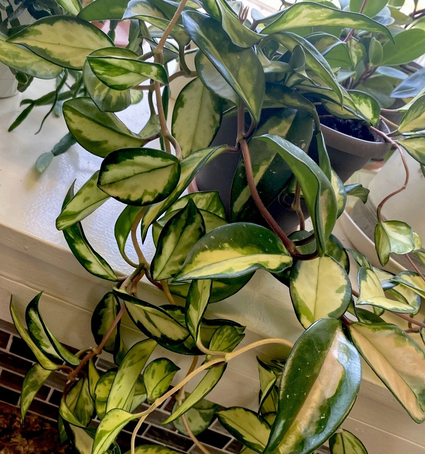 Hoya Krimson Princess Cuttings 2 Unrooted Hoya Carnosa Variegated 3 Inch Cuttings