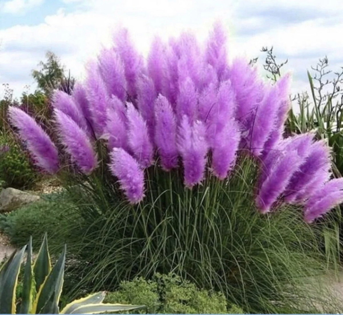 Purple Pampas Grass Plugs – 4 Live Cortaderia selloana Starter Plants for Ornamental Garden Use