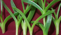 Ice Plant Cuttings – 6 Live Unrooted Delosperma Succulent Stems, Coastal Pigface Groundcover 3 to 4 Inch Cuttings
