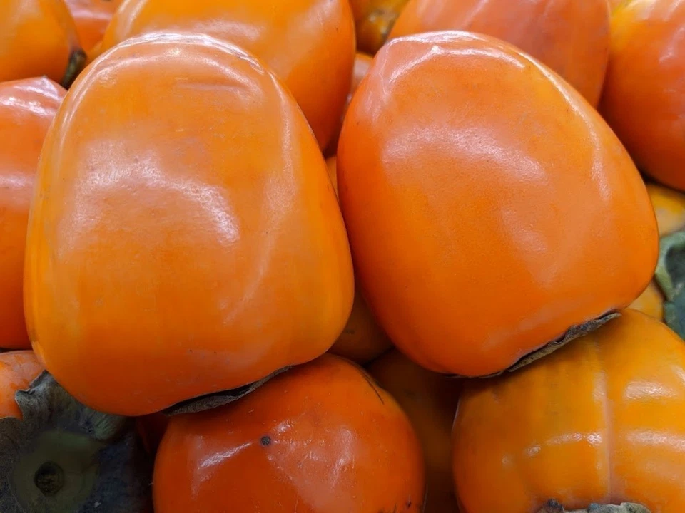 Hachiya Persimmon Tree Cuttings – Diospyros kaki, 4 Unrooted Cuttings 6–8 Inches Long for Rooting or Grafting