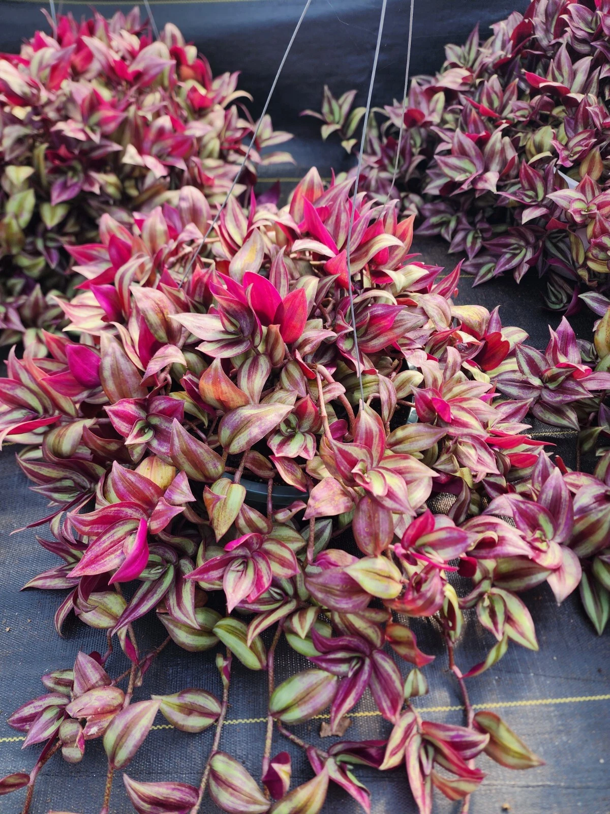 Tradescantia Zebrina Cuttings – 20 Wandering Jew Plant Cuttings, 8–12 Inch Trailing Houseplant for Propagation