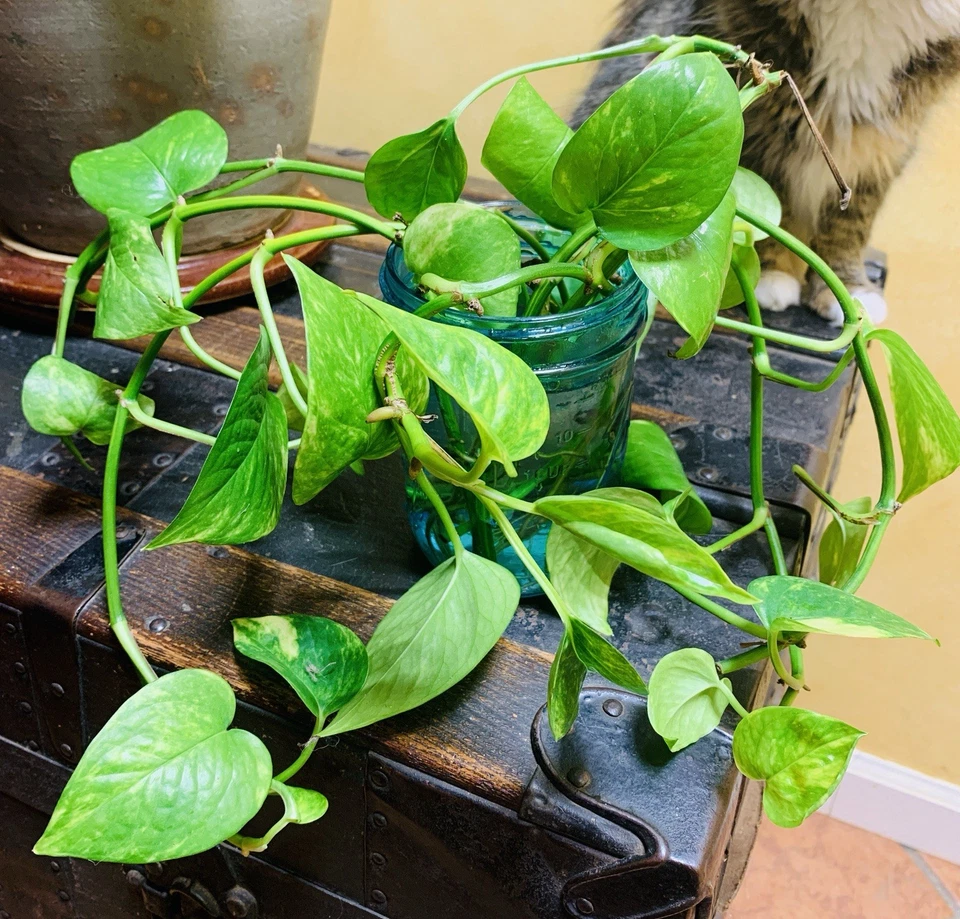 Golden Pothos Cuttings – 2 Live Epipremnum Aureum Unrooted Cuttings, 4–6 Inch Indoor Houseplant for Propagation