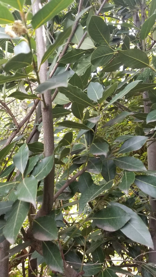 Bay Laurel Cuttings – 10 Stem Cuttings of Laurus nobilis, Bay Leaf Tree for Culinary Garden Propagation