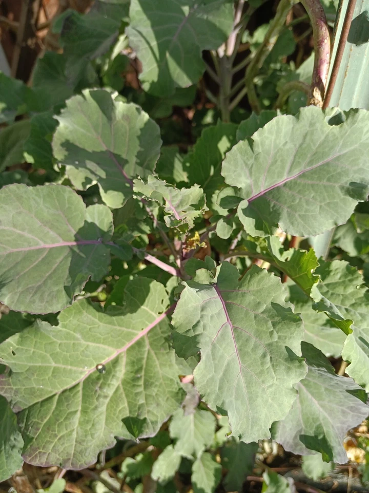 Perennial Purple Tree Kale Cuttings – 2 Live Unrooted Brassica Cuttings for Planting and Garden Growing
