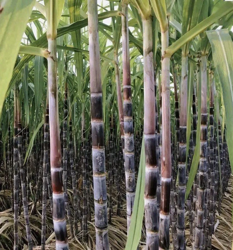 Dark Purple Sugarcane Rooted Cuttings – 5 Live Saccharum officinarum Pieces for Propagation and Planting