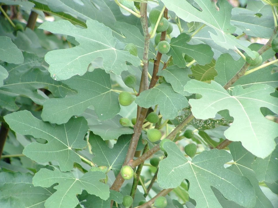 Brown Turkey Fig Tree Cuttings – 3 Live Unrooted Ficus carica Cuttings for Rooting, Grafting, Home Orchard